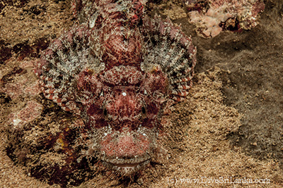 Scorpionfish